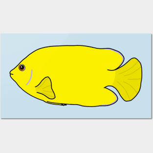 Lemon Peel Angelfish Posters and Art